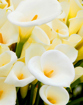 Без бренда «Белые каллы» в Стерлитамаке