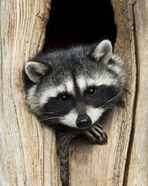 Без бренда «Енот в дупле» в Стерлитамаке