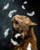 Без бренда «Кот среди перышек» в Стерлитамаке