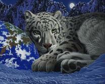 Снежный барс зимой