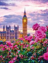 Биг-Бен и кусты цветущих роз