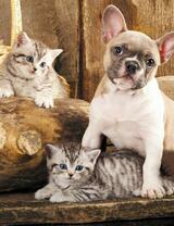Без бренда «Милый щенок французского бульдога и два котёнка» в Стерлитамаке в интернет-магазине  Без бренда «Милый щенок французского бульдога и два котёнка» в Стерлитамаке