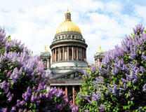 Исаакиевский собор в цветущей сирени