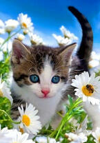 Маленький котёнок и пчела в ромашках
